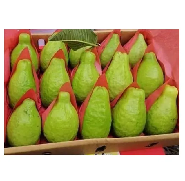 En iyi fiyata mısır kökenli lezzetli tadı taze meyve % 100% doğal taze sarı yeşil taze Guava toptan tedarikçisi