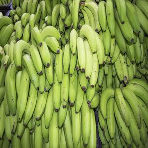 Bold Cavendish Banana for Sale | <b>Ice</b> <b>Cream</b> Banana | Fresh Tropical Fruits - Product Image 6