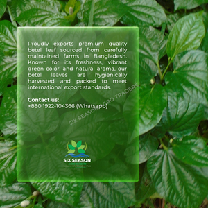 Hojas de Betel Frescas de Alta Calidad, Hojas de Paan Naturales de Bangladesh, Suministro a Granel para Exportación, Proveedor Mayorista de Hojas de Paan para el Mercado Global - Product Image 5