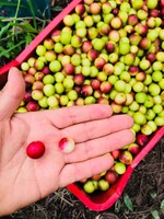 Poudre d'extrait de fruit de Camu Camu 100% pure, qualité alimentaire supérieure, vitamine C, superaliment antioxydant, approvisionnement en vrac