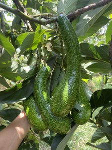 BON MARCHÉ CONGELÉ AVOCADO HASS EMBALLAGE DE DEMI-COUPE DANS UN SAC SOUS-VIDE DE LA FERME BLEU LOTUS VIETNAM - Product Image 3