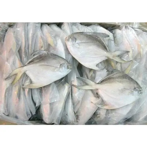 Pomfret argenté entier congelé de première qualité, fruits de mer congelés de la meilleure qualité en provenance de Thaïlande, pomfret argenté entier IQF - Product Image 6