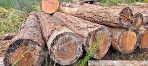 Douglas FIR logs สำหรับการผลิตเฟอร์นิเจอร์ Douglas FIR logs สำหรับการสั่งซื้อที่กำหนดเอง