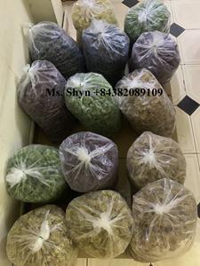 For Dessert Gummy Delicious and Colorful Seamoss Gummies From Fresh Seamoss Manufactures by Vietnam/Shyn Tran - Product Image 5