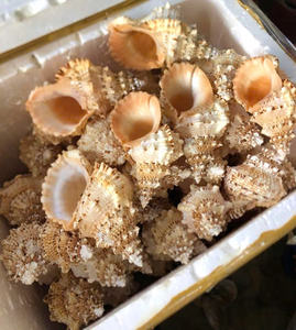Hermosas conchas de Caracol naturales, artesanías, conchas marinas para decoración de 99 Gold Data - Product Image 4