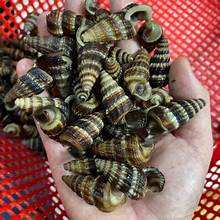 SOURCE MINÉRALE DE COQUILLE DE MER NATURELLE PURE POUR LE SYSTÈME IMMUNITAIRE SUPPORT INGRÉDIENT D'ÉTIQUETTE PROPRE - Product Image 3