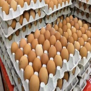 ไข่ไก่สดคุณภาพดีสีน้ำตาล บรรจุถาดแบบขายส่งสำหรับใช้ในอาหาร (ไข่จากสหราชอาณาจักร) VG Limited อายุการเก็บรักษา 24 เดือน - Product Image 1