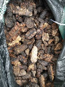 ผลไม้โนนิตากแห้งแบบพรีเมี่ยมชิ้นโนนิธรรมชาติ100% สำหรับชาสารสกัดจากสมุนไพร - Product Image 5