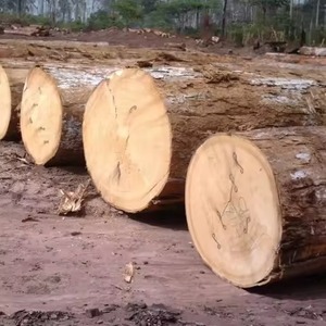 Bûches de Sapele Bûches de Sapele de qualité supérieure Bûches de Sapele fraîches - Product Image 5