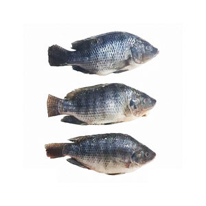 PESCADO TILAPIA ROJO CONGELADO de alto estándar en venta al por mayor con una conservación óptima y atractivo para el mercado - Product Image 5