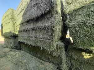 Heno de Alfalfa de Primera Calidad, Rico en Nutrientes, Alimento para Ganado para Granjas Lecheras, Fibra Larga, Verde Fresco, Calidad para Venta al por Mayor - Product Image 4