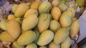 Mangue fraîche à vendre Fournisseur de mangue mûre du Vietnam Emballage en gros d'exportation de fruits de mangue douce tropicale pour le marché international - Product Image 3