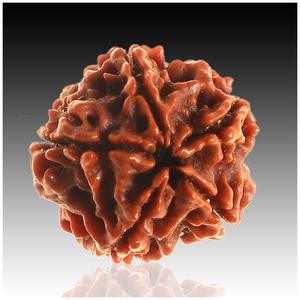 Mukhi-Colgante de Rudraksha, 5 unidades, alta calidad, 5 caras, nepalí, Rudraksha, chapado en plata, 100% Original - Product Image 2