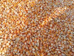 Maíz orgánico seco/Maíz amarillo no GMO para consumo humano Empaquetado de maíz amarillo saludable - Product Image 6