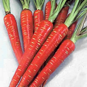 Graines de carotte Maharani 99% de pureté 85% de germination Origine Pakistan - Product Image 3