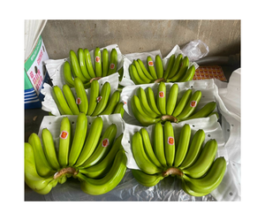 Vente en gros de bananes Cavendish fraîches 100% avec exportation standard du fournisseur vietnamien au meilleur prix - Product Image 1