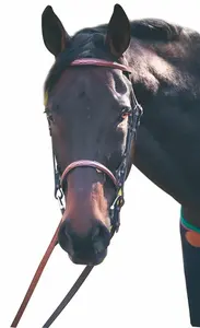 Bride de cheval en cuir véritable de haute qualité FABRICANT en cuir véritable Bride de cheval à la mode Bride de luxe en cuir de cheval - Product Image 6