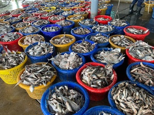 Harina de pescado de alta calidad para caballo, cerdo, perro-Precio de fábrica, Exportación WA + 84968234538 - Product Image 4