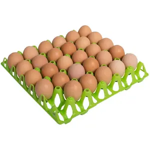 Varietà di uova di gallina per la colazione precoce/uova fresche