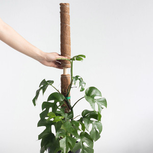 เสาค้ำต้นมะพร้าวสำหรับปลูกต้นองุ่นจำเป็นสำหรับสวน - Product Image 4