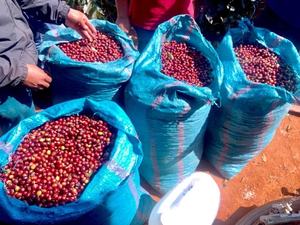 HANCOFFEE Vietnam, Nuevas Cosechas, Granos de Café Verde Robusta Grado 3 Más Baratos - Mejor Precio, Granos Sin Tostar - Muestra Gratis - Product Image 3