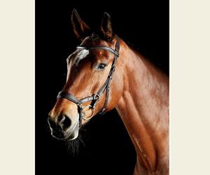 CABALLO BRIDLE DELUXE ANATOMIC CUERO ELEVADO La mejor nueva brida anatómica Caballo brida anatómica de cuero - Product Image 5