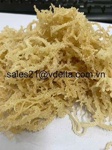 Venta al por mayor de algas secas de alta calidad Eucheuma Cottonii/musgo marino de Vietnam // Lima - Product Image 3