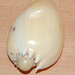 เครื่องประดับเปลือกหอยอินโดนีเซียขนาดเล็กขนาดธรรมชาติ6-12ซม. เทคนิคดิบกับชนิดแรงจูงใจ - Product Image 2