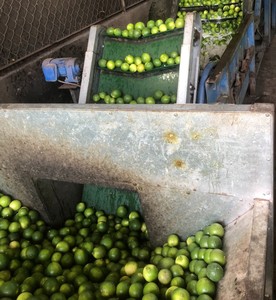 Limón Verde Fresco sin Semillas de Vietnam, Fruta Cítrica Fresca Natural con Calidad de Exportación y Buen Precio para Exportación - Product Image 4