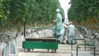 Chariot électrique de haute qualité pour rail de tuyauterie, télécommande pour l'agriculture en serre, la culture de tomates et de légumes, 2 ans