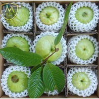 Hoge Kwaliteit Premium Grade Verse Guave HP 0084 917 476 477 10KG/Karton Natuurlijk Groen Natuurlijk Zoete Smaak KMI Merk