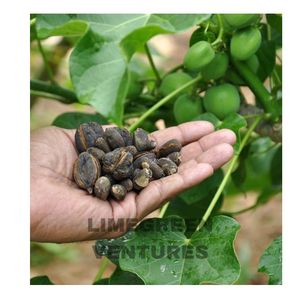 Semillas de Jatropha Curcas (Nuez de Barbados), Semillas de Combustible Biológico, Marca Herbal Double Tongues, India, Venta al por Mayor, 12 Meses - Product Image 2