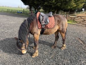 Custom All-Purpose Saddle <b>Pad</b> Comfortable Dressage English Horse Riding Equipment Made Velvet Polyester Filling <b>Foam</b> by LCI - Product Image 4