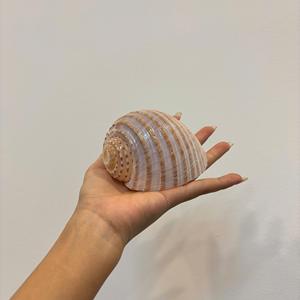 Decorative Vietnam SeaShell Ocean Raw Material for <b>Curtain</b> Beads Hanging <b>Wall</b> Art and Handmade Craft <b>Accessories</b> - Product Image 4