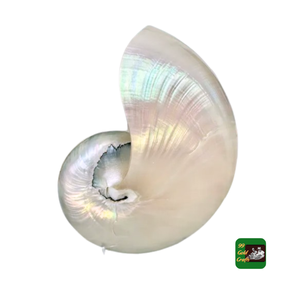 Réduit imparfait 7 pouces poli mère de nacré coquillage plage nautique irisé opale sirène coquille ivoire rose - Product Image 4