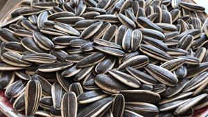 Semillas de Girasol Naturales de Alta Calidad a Precio de Fábrica, Suministro al por Mayor a Granel al Mejor Precio del Mercado - Product Image 4