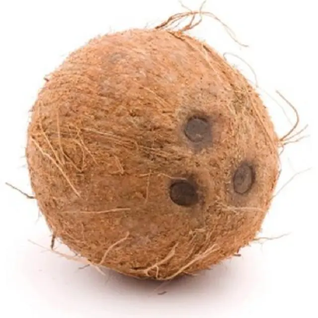 Kokosnuss zum Verkauf Frische Premium-Kokosnüsse in der günstigsten Rate Frische reife Kokosnuss-Ernte süß