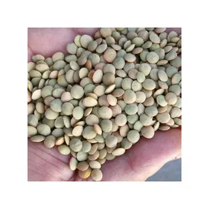 경쟁력있는 가격 제품과 고품질 새로운 녹색 렌즈 콩 천연 순수 녹색 렌즈 콩