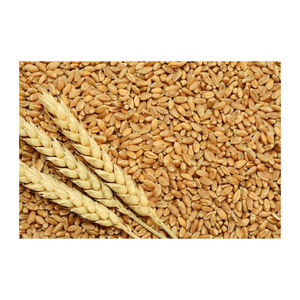 Grano de trigo integral orgánico de alta calidad a granel, textura blanda y dura, suministro mayorista barato - Product Image 1