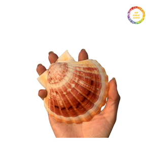Conchas de vieira al por mayor, calidad superior, perfectas para proyectos de bricolaje y manualidades - Product Image 5