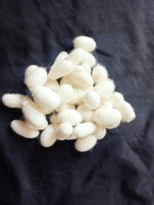 Capullos de Seda de Morera Cortados a Medida para Fines Científicos, Medicinales y Educativos, También se Pueden Teñir en los Colores que Desee - Product Image 5