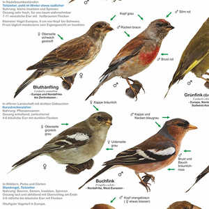 Póster moderno de pájaros de jardín nativos, tamaño DIN A1, para decoración de pared - Product Image 4