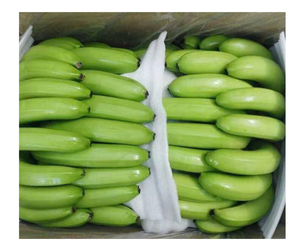 Vietnam Cavendish Fruits tropicaux Banane fraîche de qualité supérieure à l'exportation Meilleurs tarifs Livraison rapide Approvisionnement en gros Commandes de bananes fraîches - Product Image 1