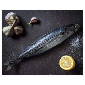 Maquereau de l'Atlantique congelé de qualité supérieure, surgelé et idéal pour les supermarchés et les importateurs - Product Image 1