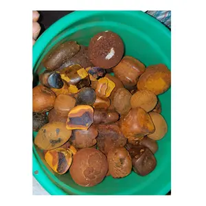 bulk buyer ox cow gallstones cattle buffalo cows product yellow original whole broken gallstone supplier for sale