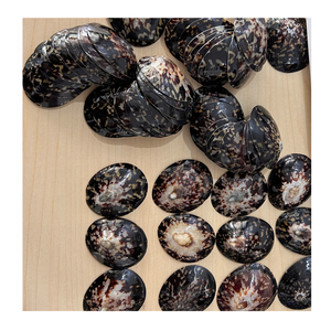 Artisanat créatif avec Limpet Shell fourni par le Vietnam par 99 Gold Data pour les thèmes d'intérieur de Limpet Shell - Product Image 3