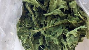 Las hojas de papaya se utilizan para crear bebidas infundidas que brindan un sabor amargo distintivo preferido en muchas regiones - Product Image 2