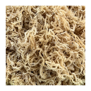 100% Natural Wild Crafted Euchema Cottonii Seamoss Dry Gold Sea Moss/Dry Irish Moss de 99 GD - Product Image 2
