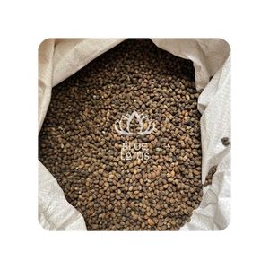 ราคาดีที่สุด เมล็ดมะละกอแห้งบริสุทธิ์ บลูโลตัส 2025 บำรุงสุขภาพ ดีท็อกซ์ สมุนไพร ช่วยระบบย่อยอาหาร เสริมภูมิคุ้มกัน กำลังธรรมชาติ - Product Image 1