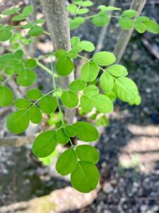 มะรุมออร์แกนิกแท่งผงพรีเมี่ยม - Product Image 2